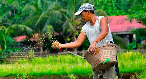 A Farmer's Guide to Sustainable Agriculture in the Philippines: Cultivating Wisdom and Harvesting Hope - A Literary Harvest