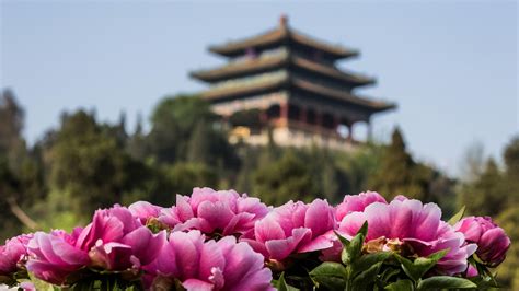  Where Flowers Bloom: A Journey through China's Ancient Gardens – An Exploration of Cultural Harmony and Botanical Brilliance